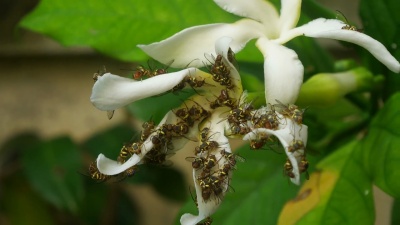 昆虫从花中吸收一些甜蜜