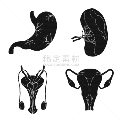 人,分离着色,品牌名称,一个物体,人类的生殖器官,卵巢,布置