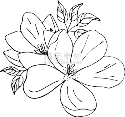 玉兰类,草图,艺术,线条,请柬,浪漫,绘制,花,问候,爱