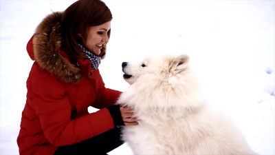 美丽的女人抚摸着白色的Samoye狗