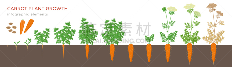 植物,胡萝卜,信息图表,根部,泥土,农业,蔬菜,胡萝卜素,生长,发展