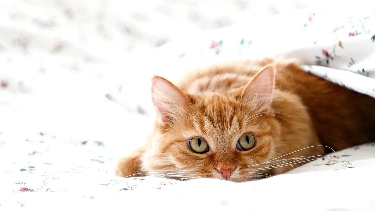 Cute ginger cat lying in bed. Fluffy pet comfortably settled to sleep under blanket, then suddenly attacked something behind the scene. Cozy home background with funny pet.