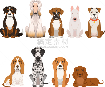 狗,动物群,家畜,分离着色,可爱的,宠物,纯种犬,大麦町,梗犬,收集