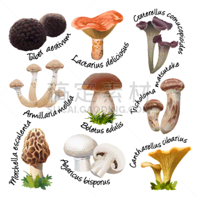 多样,食用菌,动物,分离着色,白色,有机食品,自然,Porcini Mushroom,生食,收集