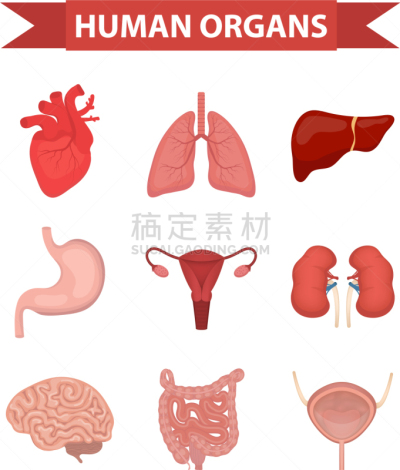 人,扁平化设计,计算机图标,分离着色,可爱的,生物学,矢量,健康保健,布置