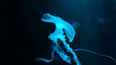 水母