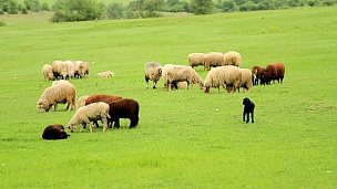 春天的绵羊凝视着绿色的草地