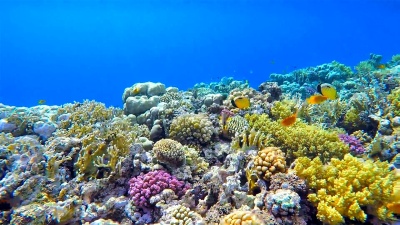 红海上有很多鱼的五颜六色的海洋生物珊瑚礁
