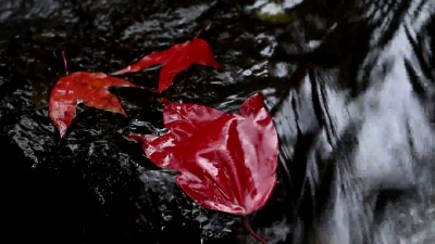 小溪中的枫叶