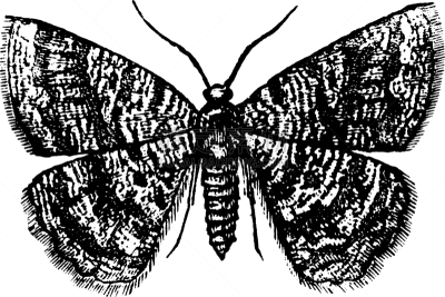 Geometer,蛾,雌性动物,白色,矢量,家庭,图像,雕刻图像,黑色,复古