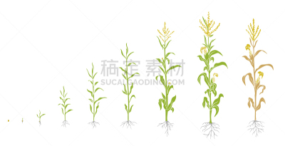 熟的,玉米,信息图表,种子,动作,新生活,植物群,生长,发展,种植