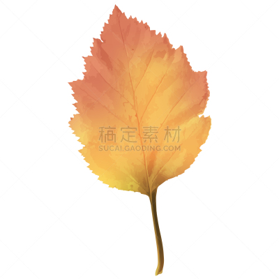 秋天,桤树,叶子,平视角,水彩画颜料,背景分离,灰色,环境,环境保护,植物