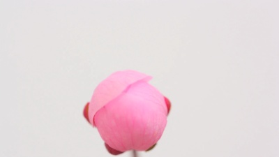 粉红色樱花盛开 