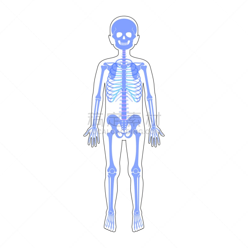 人类骨架,儿童,矢量,男孩,病历卡,有序,怪异,部分,背景分离,骷髅图