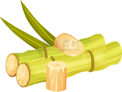 cut and bald sugar cane stems