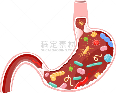 人,细菌,胃,幽门螺旋杆菌,大肠杆菌,生物学,肠内的,健康保健,有毒物质,生病