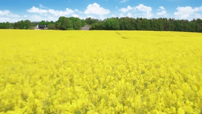 飞过油菜田