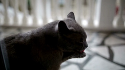 猫