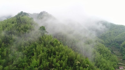 竹林