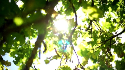 秋橡叶夏末