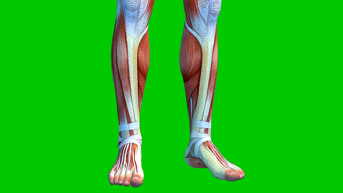 绿色背景下的人体肌肉系统，绿色屏幕上的男性肌肉模型，3D动画