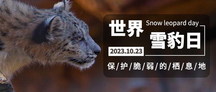 世界雪豹日保护珍稀动物公益宣传实景首图预览效果