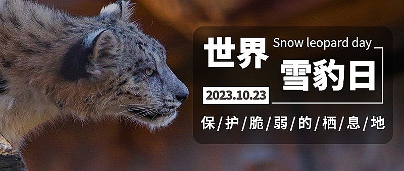 世界雪豹日保护珍稀动物公益宣传实景首图