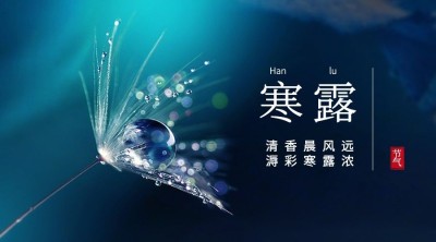 寒露节气祝福问候露珠枫叶横版海报