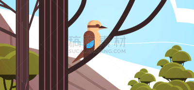 kookaburra bird sitting on branch australian wild