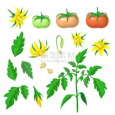 叶子,形态学,枝,蔬菜,植物,根部,秧苗,水果,西红柿,花