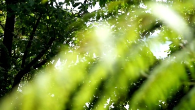 花园与模糊的绿色离开前景。