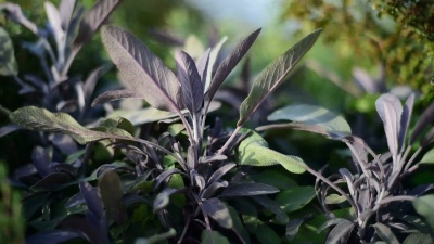 药用植物鼠尾草