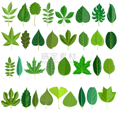 叶子,樟脑树,植物群,桑椹,人的牙齿,榆树,白杨,欧锻树,树,布置