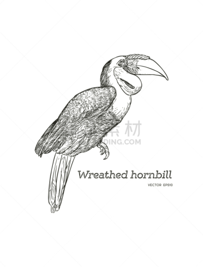 Wreathed Hornbill,草图,动物手,分离着色,白色,鸡尾酒,自然,野生动物,图像,绘制