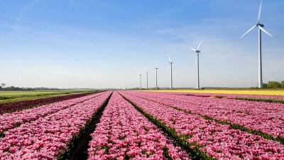 大型荷兰五颜六色的郁金香田，配有风力涡轮机