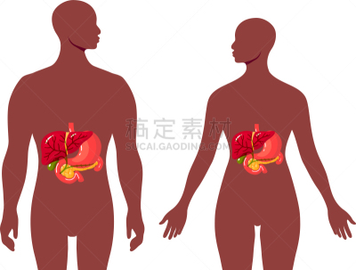 胆汁,健康保健,运河,膀胱,胆囊,内分泌系统,人类腺体,人,男人
