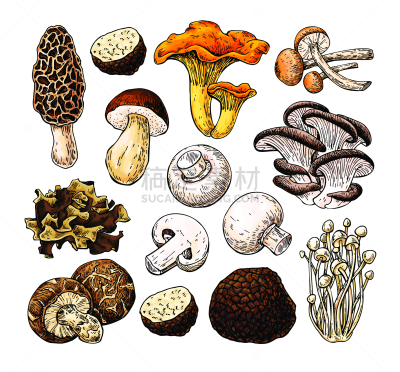 食品,草图,绘画插图,块菌,羊肚菌,食用菌,矢量,蘑菇,分离着色,动物手