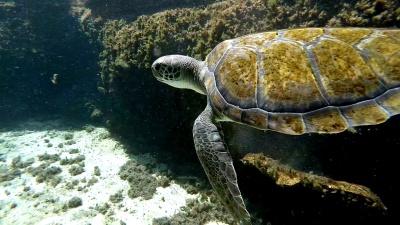 海龟加勒比海珊瑚礁