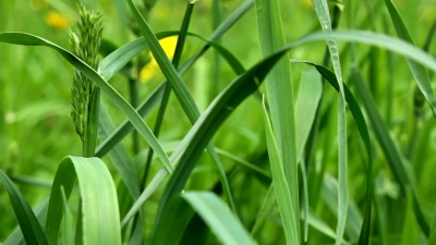 草