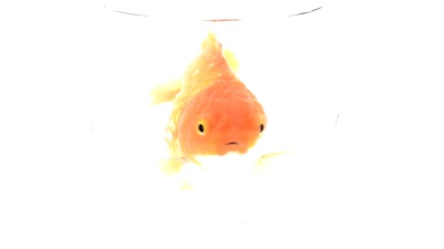 金鱼