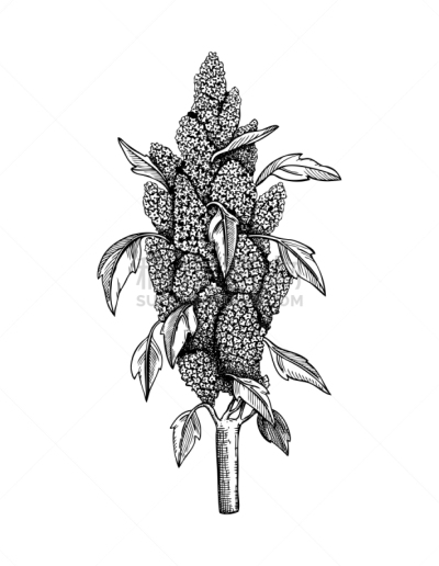 藜麦,矢量,草图,农业,素食,食品,维生素,成分,烹调,画画