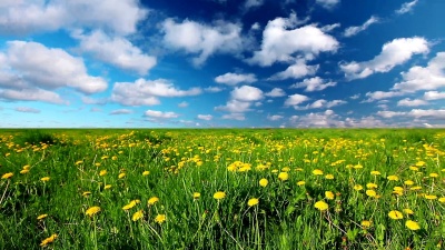 蒲公英空地