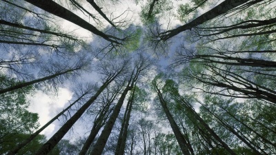 山毛榉森林和天空中的云