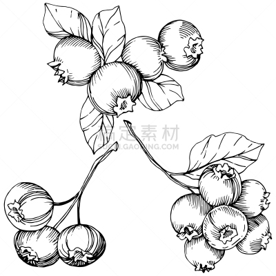 蓝莓,浆果,绘画插图,雕刻图像,艺术,叶子,矢量,墨水,黑白图片,分离着色
