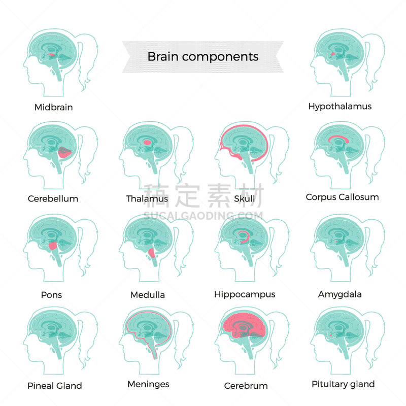 脑,计算机部件,人,中脑,脑桥,脑膜,丘脑,下丘脑,杏仁核,女人