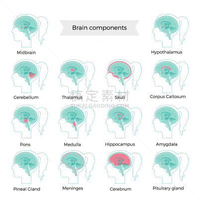 脑,计算机部件,人,中脑,脑桥,脑膜,丘脑,下丘脑,杏仁核,女人