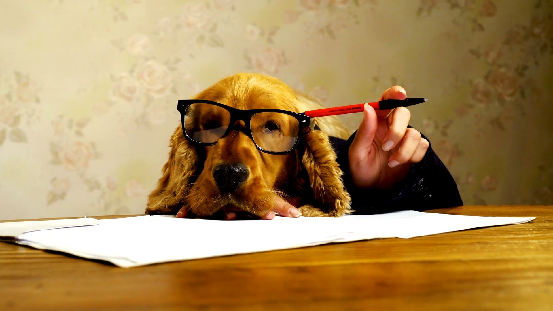 商务犬工作
