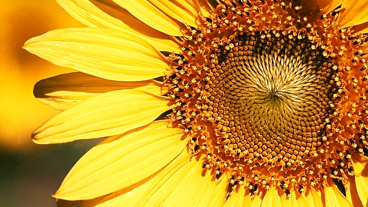 向日葵黄色 向日葵黄色图片 向日葵黄色素材下载 稿定素材