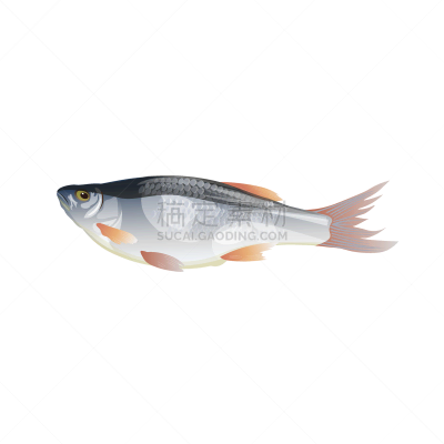 淡水鱼,蟑螂,活力,运动,清新,渔业,背景分离,食品,食盐,罗奇鱼