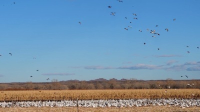 飞越Bosque del Apache NWR上空的沙丘起重机